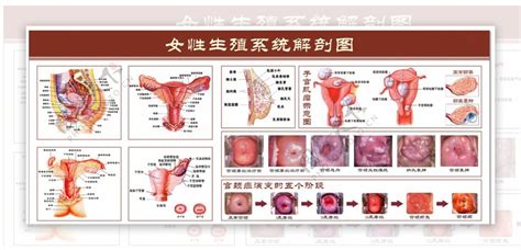 私处|解剖学高清图谱 女性生殖系统